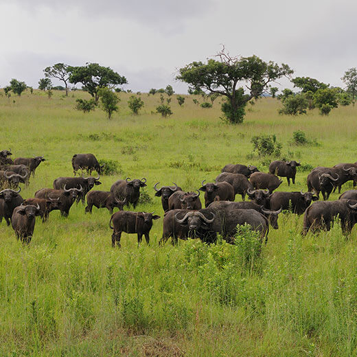 Büffelherde, Mikumi Nationalpark