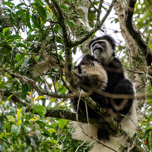 Colobo Affe, Arusha Nationalpark, Tansania