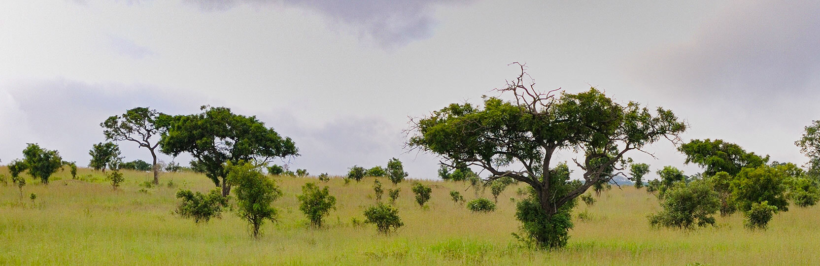 Mikumi Nationalpark