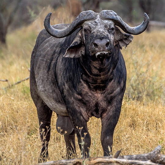 Büffel - Tansania, Afrika
