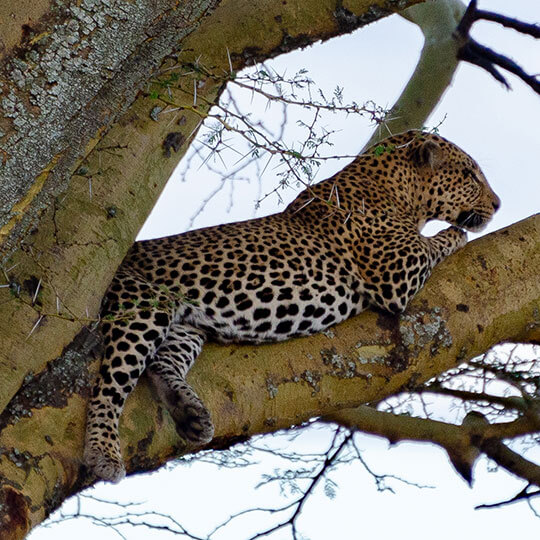 Leopard - Tansania, Afrika