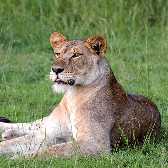 Löwe - Tansania, Afrika