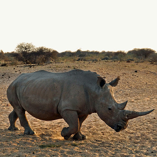 Nashorn - Tansania, Afrika