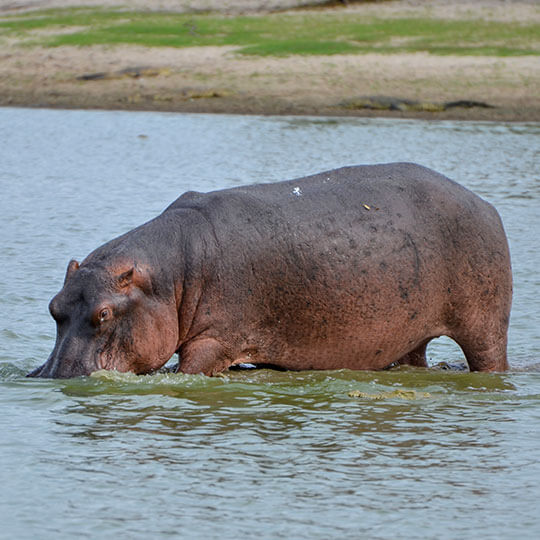 Flusspferd - Tansania - Afrika