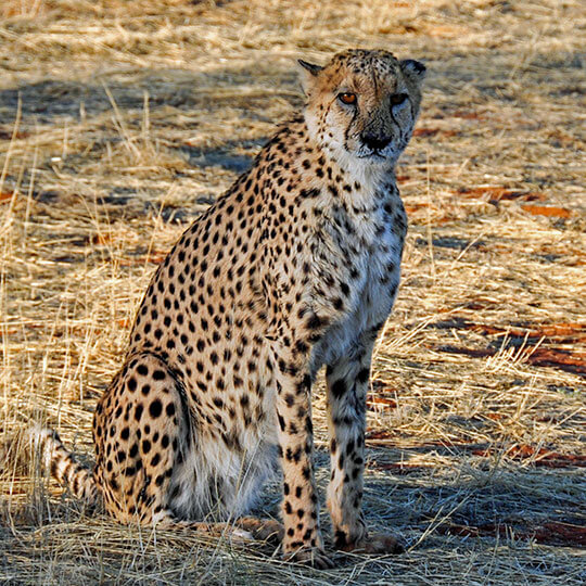Gepard - Tansania - Afrika