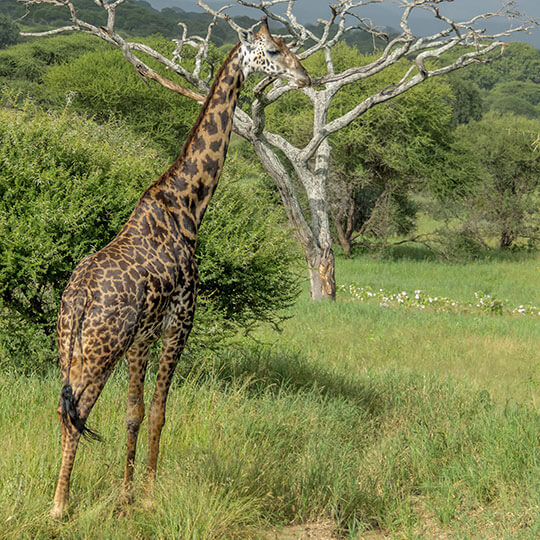 Giraffe - Tansania - Afrika