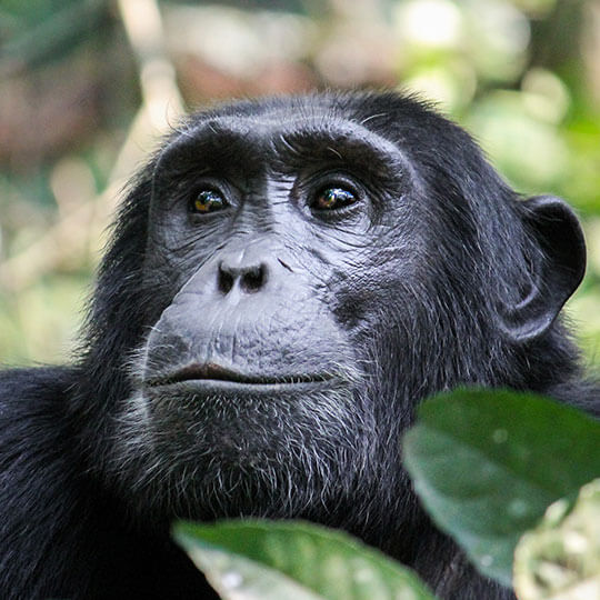 Schimpanse im Gombe Nationalpark