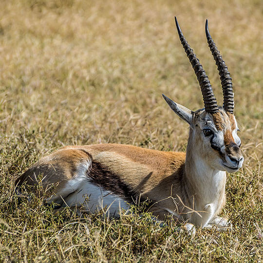 Impala - Tansania - Afrika