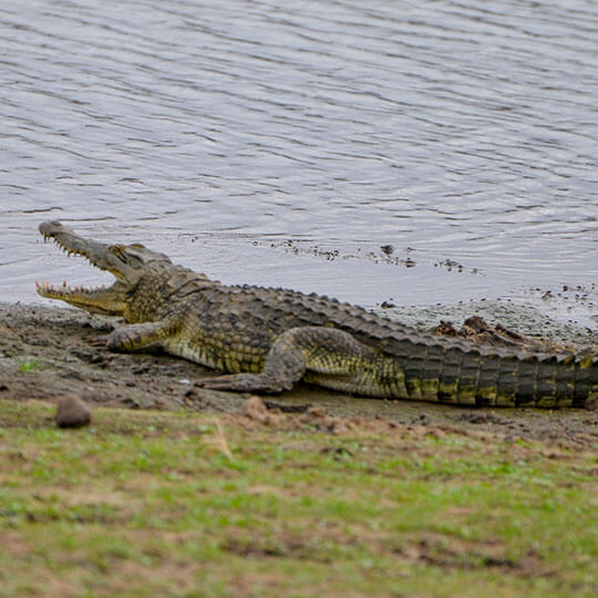 Krokodil - Tansania - Afrika