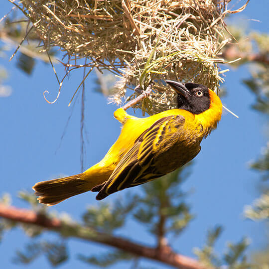 Ruaha Nationalpark - Vögel