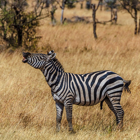 Zebra - Tansania - Afrika